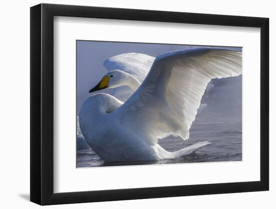 Whooper swan, Hokkaido Island, Japan-Art Wolfe-Framed Photographic Print