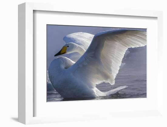 Whooper swan, Hokkaido Island, Japan-Art Wolfe-Framed Photographic Print