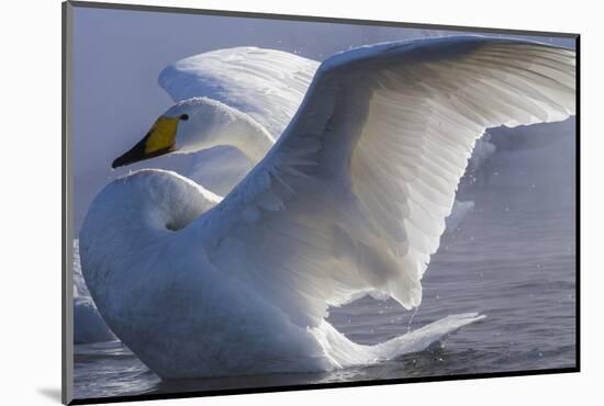 Whooper swan, Hokkaido Island, Japan-Art Wolfe-Mounted Photographic Print