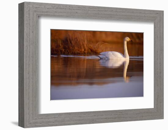 Whooper Swan male on moorland loch, Isle of Skye, Hebrides, Scotland-Laurie Campbell-Framed Photographic Print