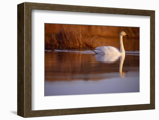 Whooper Swan male on moorland loch, Isle of Skye, Hebrides, Scotland-Laurie Campbell-Framed Photographic Print