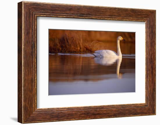 Whooper Swan male on moorland loch, Isle of Skye, Hebrides, Scotland-Laurie Campbell-Framed Photographic Print