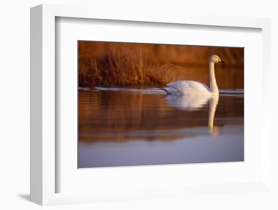 Whooper Swan male on moorland loch, Isle of Skye, Hebrides, Scotland-Laurie Campbell-Framed Photographic Print