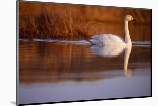 Whooper Swan male on moorland loch, Isle of Skye, Hebrides, Scotland-Laurie Campbell-Mounted Photographic Print