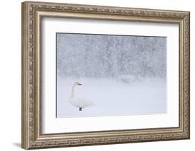 Whooper Swan standing in snowfall,Hokkaido, Japan-Markus Varesvuo-Framed Photographic Print
