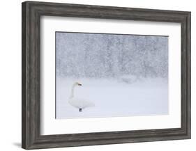 Whooper Swan standing in snowfall,Hokkaido, Japan-Markus Varesvuo-Framed Photographic Print