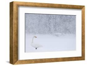 Whooper Swan standing in snowfall,Hokkaido, Japan-Markus Varesvuo-Framed Photographic Print