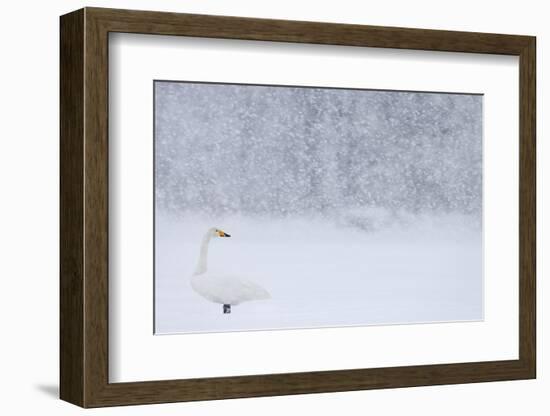 Whooper Swan standing in snowfall,Hokkaido, Japan-Markus Varesvuo-Framed Photographic Print