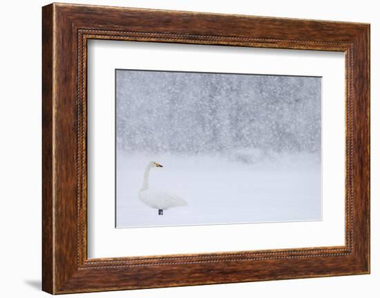 Whooper Swan standing in snowfall,Hokkaido, Japan-Markus Varesvuo-Framed Photographic Print