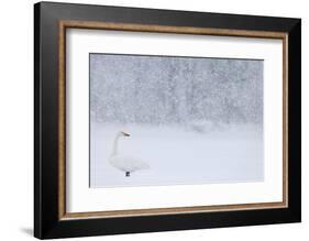 Whooper Swan standing in snowfall,Hokkaido, Japan-Markus Varesvuo-Framed Photographic Print