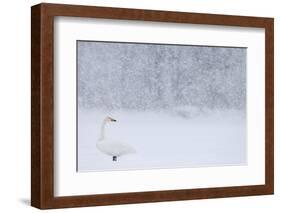 Whooper Swan standing in snowfall,Hokkaido, Japan-Markus Varesvuo-Framed Photographic Print