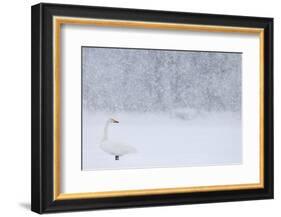 Whooper Swan standing in snowfall,Hokkaido, Japan-Markus Varesvuo-Framed Photographic Print