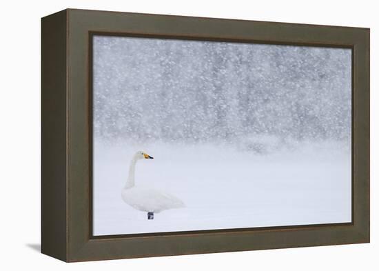 Whooper Swan standing in snowfall,Hokkaido, Japan-Markus Varesvuo-Framed Premier Image Canvas