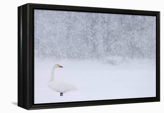 Whooper Swan standing in snowfall,Hokkaido, Japan-Markus Varesvuo-Framed Premier Image Canvas