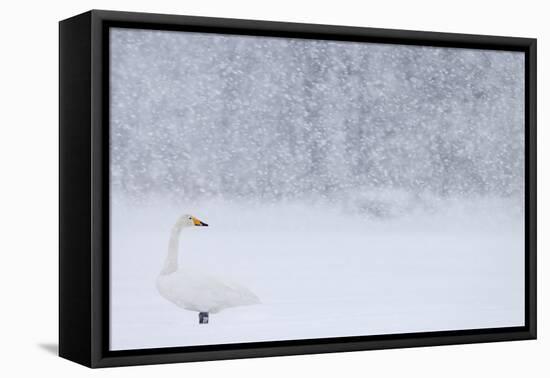 Whooper Swan standing in snowfall,Hokkaido, Japan-Markus Varesvuo-Framed Premier Image Canvas