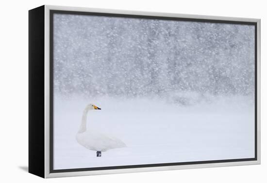Whooper Swan standing in snowfall,Hokkaido, Japan-Markus Varesvuo-Framed Premier Image Canvas