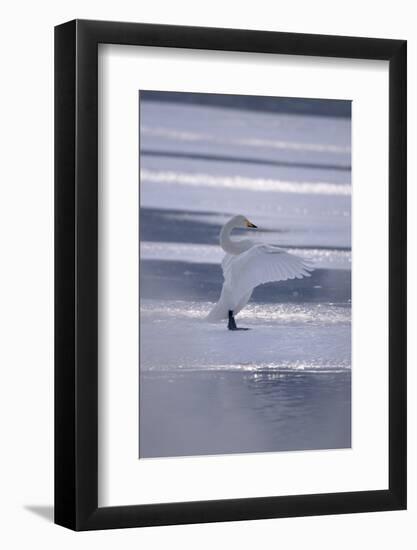 Whooper Swan Standing on Ice-DLILLC-Framed Photographic Print