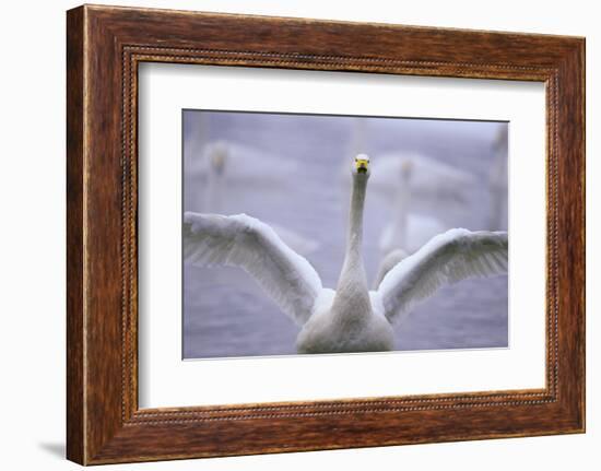 Whooper Swan Stretching Wings-DLILLC-Framed Photographic Print