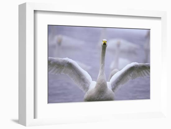 Whooper Swan Stretching Wings-DLILLC-Framed Photographic Print