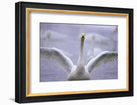 Whooper Swan Stretching Wings-DLILLC-Framed Photographic Print