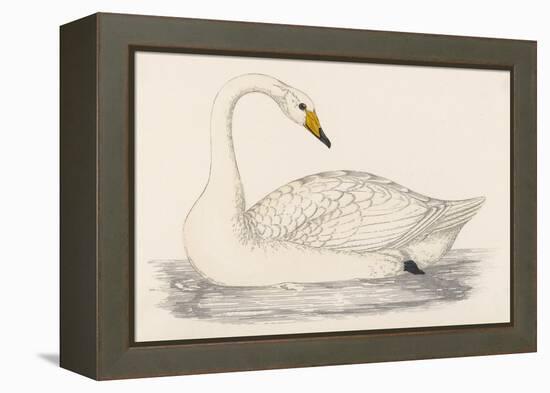 Whooper Swan-Reverend Francis O. Morris-Framed Stretched Canvas