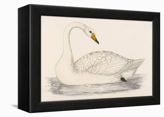 Whooper Swan-Reverend Francis O. Morris-Framed Stretched Canvas