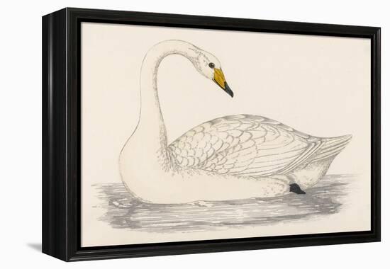 Whooper Swan-Reverend Francis O. Morris-Framed Stretched Canvas