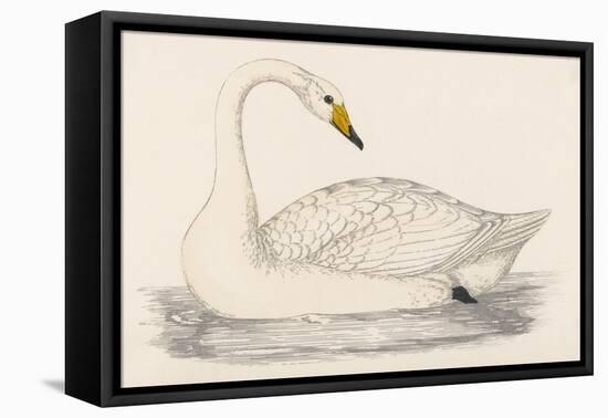 Whooper Swan-Reverend Francis O. Morris-Framed Stretched Canvas