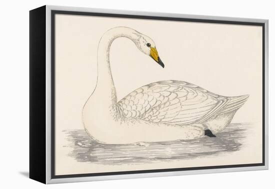 Whooper Swan-Reverend Francis O. Morris-Framed Stretched Canvas