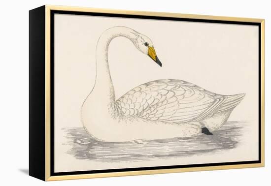 Whooper Swan-Reverend Francis O. Morris-Framed Stretched Canvas