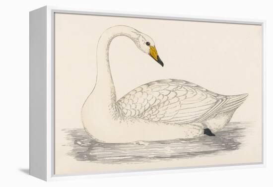 Whooper Swan-Reverend Francis O. Morris-Framed Stretched Canvas