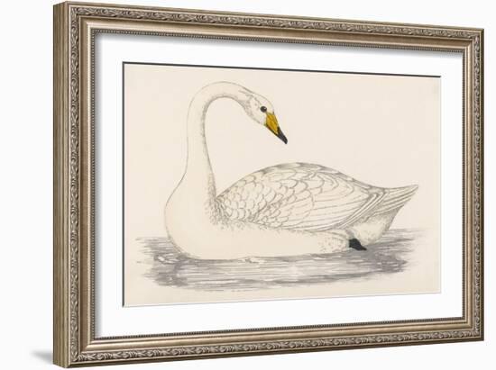 Whooper Swan-Reverend Francis O. Morris-Framed Art Print