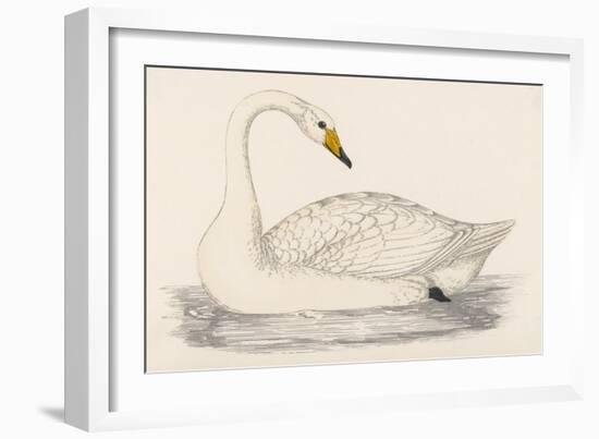 Whooper Swan-Reverend Francis O. Morris-Framed Art Print
