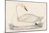 Whooper Swan-Reverend Francis O. Morris-Mounted Art Print