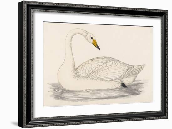 Whooper Swan-Reverend Francis O. Morris-Framed Art Print
