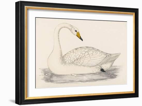 Whooper Swan-Reverend Francis O. Morris-Framed Art Print