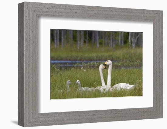 Whooper swans  (Cygnus cygnus) and cygnet, Vaala, Finland, July-Markus Varesvuo-Framed Photographic Print