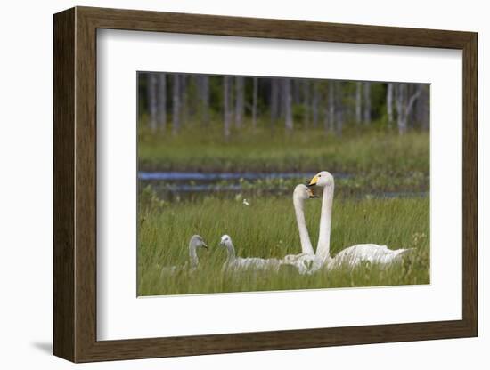Whooper swans  (Cygnus cygnus) and cygnet, Vaala, Finland, July-Markus Varesvuo-Framed Photographic Print