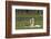 Whooper swans  (Cygnus cygnus) and cygnet, Vaala, Finland, July-Markus Varesvuo-Framed Photographic Print