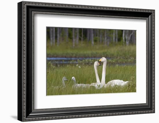 Whooper swans  (Cygnus cygnus) and cygnet, Vaala, Finland, July-Markus Varesvuo-Framed Photographic Print