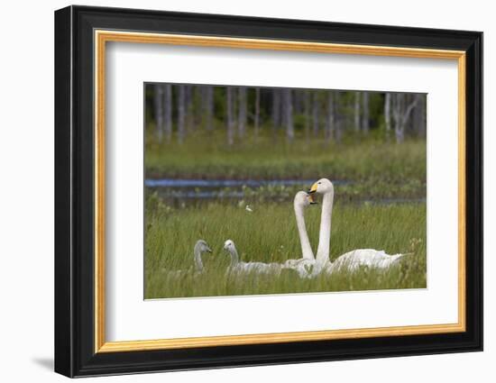 Whooper swans  (Cygnus cygnus) and cygnet, Vaala, Finland, July-Markus Varesvuo-Framed Photographic Print