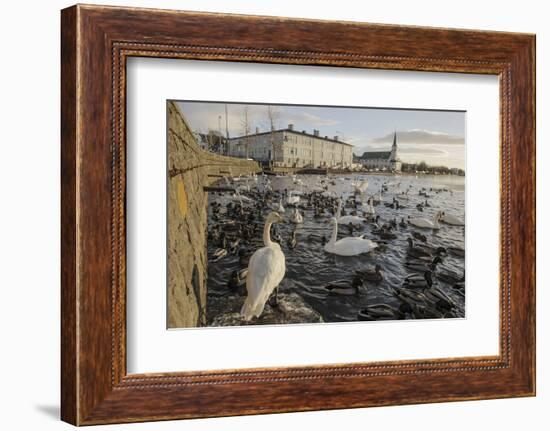 Whooper Swans (Cygnus Cygnus) and Other Waterfowl on Tjörnin (The Pond) Reykjavik-Terry Whittaker-Framed Photographic Print