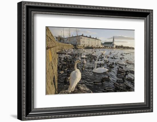 Whooper Swans (Cygnus Cygnus) and Other Waterfowl on Tjörnin (The Pond) Reykjavik-Terry Whittaker-Framed Photographic Print