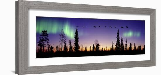 Whooper Swans (Cygnus Cygnus) Flying Against Aurora Borealis at Sunrise. Finland-Mark Taylor-Framed Photographic Print