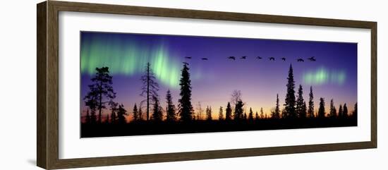 Whooper Swans (Cygnus Cygnus) Flying Against Aurora Borealis at Sunrise. Finland-Mark Taylor-Framed Photographic Print