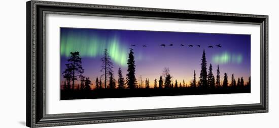 Whooper Swans (Cygnus Cygnus) Flying Against Aurora Borealis at Sunrise. Finland-Mark Taylor-Framed Photographic Print