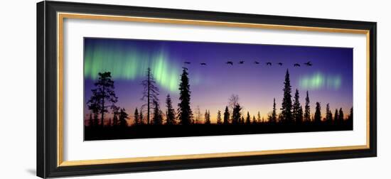 Whooper Swans (Cygnus Cygnus) Flying Against Aurora Borealis at Sunrise. Finland-Mark Taylor-Framed Photographic Print