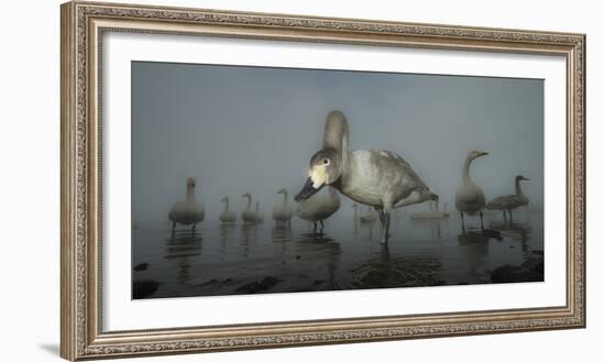 Whooper Swans (Cygnus Cygnus) Juvenile with Adults Behind, on Frozen Lake Kussharo, Hokkaido, Japan-Wim van den Heever-Framed Photographic Print