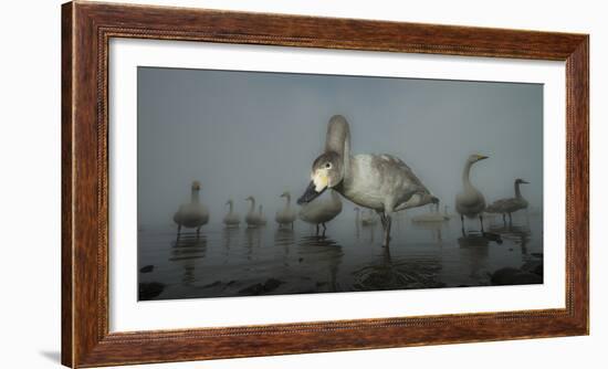 Whooper Swans (Cygnus Cygnus) Juvenile with Adults Behind, on Frozen Lake Kussharo, Hokkaido, Japan-Wim van den Heever-Framed Photographic Print