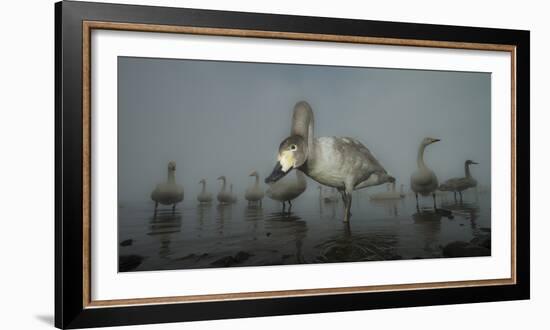 Whooper Swans (Cygnus Cygnus) Juvenile with Adults Behind, on Frozen Lake Kussharo, Hokkaido, Japan-Wim van den Heever-Framed Photographic Print